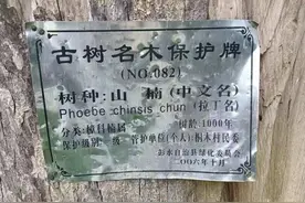 彭水千年古树疑被泼硫酸，枯死后拍出177万，村民阻止砍伐图片