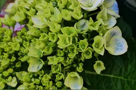 绣球花在花期可以给花苞喷水吗？昨天喷水以后花苞直接枯萎了图片