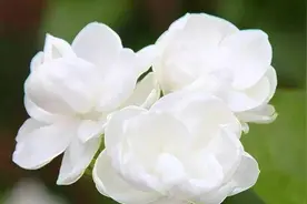女人会喜欢上每天找她聊天的人吗？图片