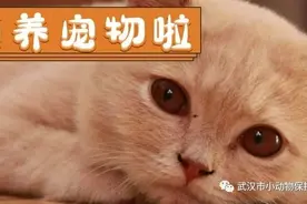 怎样在线上领养协会的动物？教程来啦图片