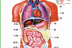 身体器官分布图，陪你掌握五脏六腑图片