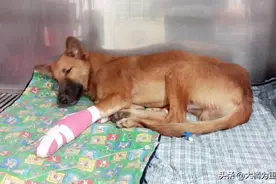 淘气小狗老是咬坏邻居东西，主人毫不作为，邻居拿剑给小狗上一课图片