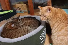狸花猫秀恩爱，橘猫生气硬挤到中间，橘猫：这下舒坦了图片