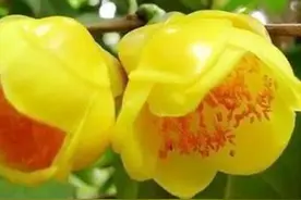 植物界的大熊猫——金花茶图片