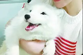 女子捡了只小狐狸，养了七个月被偷走！民警14个小时破案追回图片