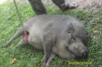 这才是会享受的懒猪猪。图片