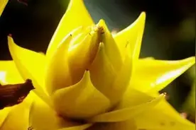 光芒一片，地涌金莲图片