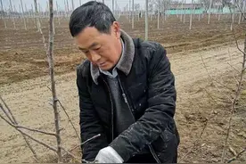 果树免人工刻芽，就用“代刻芽”！省时、省工、效果佳图片