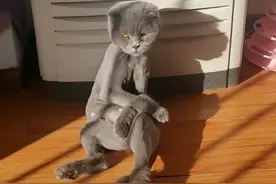 主人给猫咪剃毛，以为会变美，隔天看到这模样，像是一只病猫图片