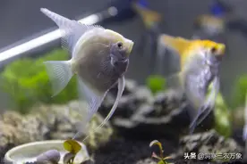 如何才能做到养鱼不死鱼，用好这三个绝招很重要图片