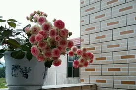 此款盆栽花，花朵漂亮如玫瑰，四季都开花，养护简单，很值得拥有图片