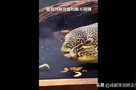 据说河豚鱼能咬断不锈钢，是咬合力太强还是牙齿太好？图片