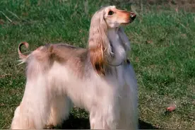 唯一可以入住五星级酒店的“阿富汗猎犬”，竟是傻狗？图片