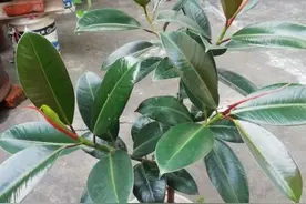 橡皮树爱吃“2种肥”，任选一种给足了，枝条粗壮，叶片比手掌大图片