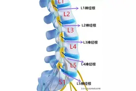 腰椎间盘突出症导致腰痛的概率偏小，大部分腰痛是其他因素所致图片