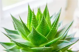 芦荟常见的懒人植物，芦荟盆栽如何养护？图片