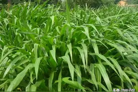 关注牧草知识：关于种植墨西哥玉米草的经济价值，种植技术介绍图片