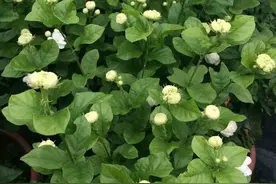 都五一了，茉莉花还不发新芽，就有几片老叶子，怎么回事？图片