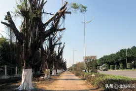 北海工业园区楼市：居住环境趋好但远景蓝图难断图片