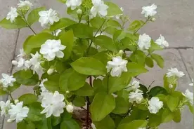 家里养殖茉莉花该怎样修剪？明确2点，老枝早发芽、冒花苞图片