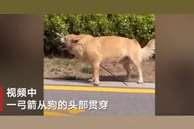 山东济宁一只黄狗被弓箭刺穿头部，园区悬赏5000元征集肇事者线索图片