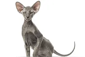 世界上10种最昂贵的猫图片