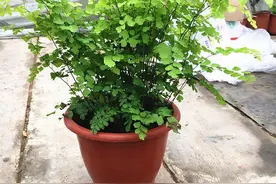 养花一定要看位置，正确的花放在对的地方，才能长势好开花美图片