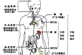 平时总容易感冒，医生说免疫力低下，吃复合维生素可以吗图片