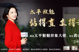 黄山大使艾诚代言太平猴魁 公益扶贫款限量上线图片