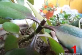 长寿花的嫁接方法图片