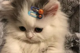 和只憨憨猫当室友，是所有猫的噩梦图片