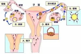 明明受精了，却又没怀上？受精卵着床失败的原因是什么？图片