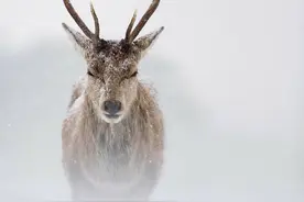 林深时见鹿·海蓝时见鲸·梦醒时不见你图片