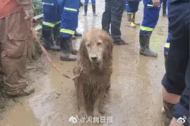心疼！搜救犬连夜参与救援满身泥泞图片