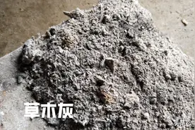 草木灰在大蒜生产中的实用小技巧，看完就明白了图片