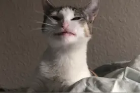 最“丑”猫咪大赛，这些丑猫丑得太有喜感了图片
