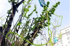大庆的树上挂“蓝袋子”，大树也能打点滴！稀奇稀奇真稀奇图片