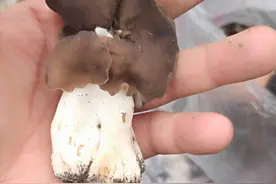 捡蘑菇，捡大蘑菇图片