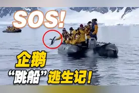 满满求生欲！企鹅为躲避虎鲸追捕跳上游船获救图片