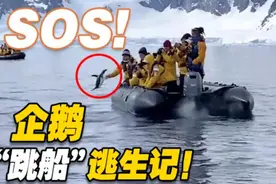 满满求生欲！企鹅为躲避虎鲸追捕跳上游船获救图片