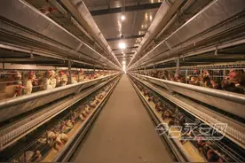 急急急！​永安一家扶贫企业100万枚鸡蛋滞销，望社会各界伸援手图片