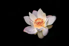 Snapseed手机修图实战教程：巧用文字工具为花朵制作黑背景图片