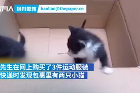买衣服“赠猫”？男子拆快递发现两只小黑猫图片
