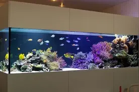 如何拥有一套自己满意的海缸？简单说说定制海缸的设计图片