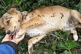 狗狗知道要死了，临死前离家出走，找到它后，哭着跟主人告别图片