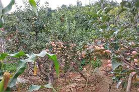 中秋小长假帮老丈人干农活，丈母娘做了6个菜，儿子:农家饭太香了图片