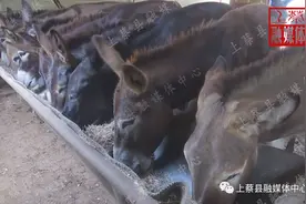 ​上蔡吴听珍：养驴发财“驴打滚儿”图片