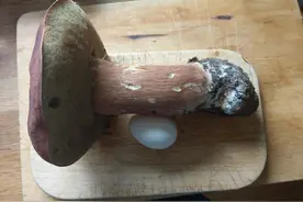 超乎寻常的巨大！这些食物是“成精”了吗？图片