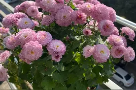 你的阳台还缺花吗？养棵“糖果菊”吧，颜值高，易栽培，三季花开图片