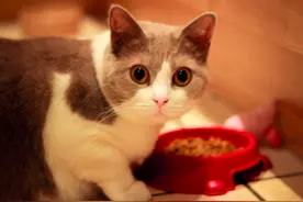 「养猫新知识」气味对生活基本靠鼻子的猫咪影响有多大？图片
